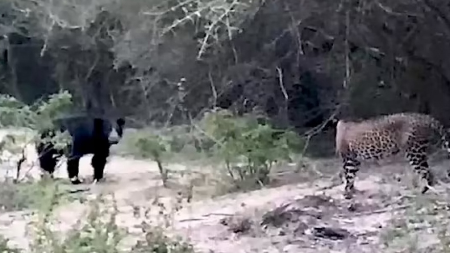 Video: Gấu đen "ra oai" hù dọa báo hoa mai và cái kết bất ngờ